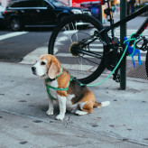Comment faire du vélo avec son chien ?