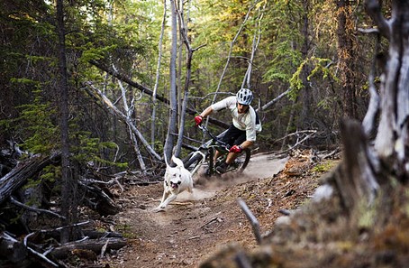 Zoom sur le cani VTT