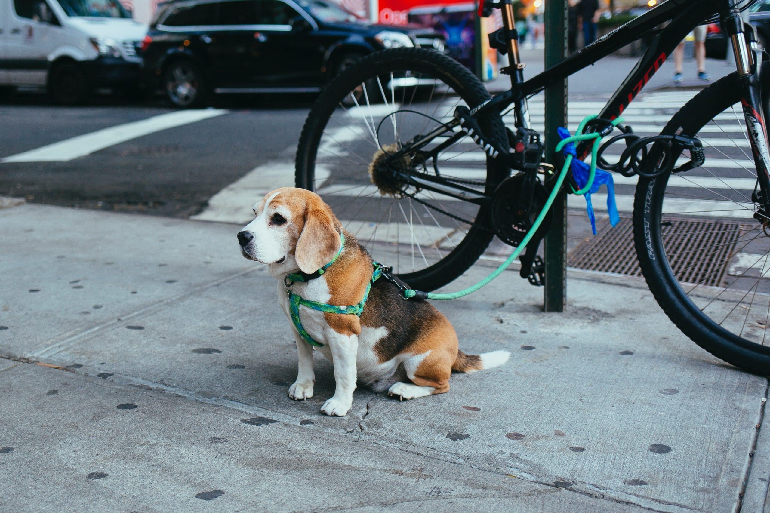 Comment faire du vélo avec son chien ?